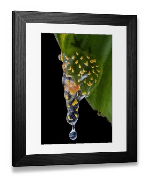 Framed Print : Sarayacu clownfrog (Dendropsophus sarayacuensis) with its clutch of eggs developing Framed Print : Sarayacu clownfrog (Dendropsophus sarayacuensis) with its clutch of eggs developing