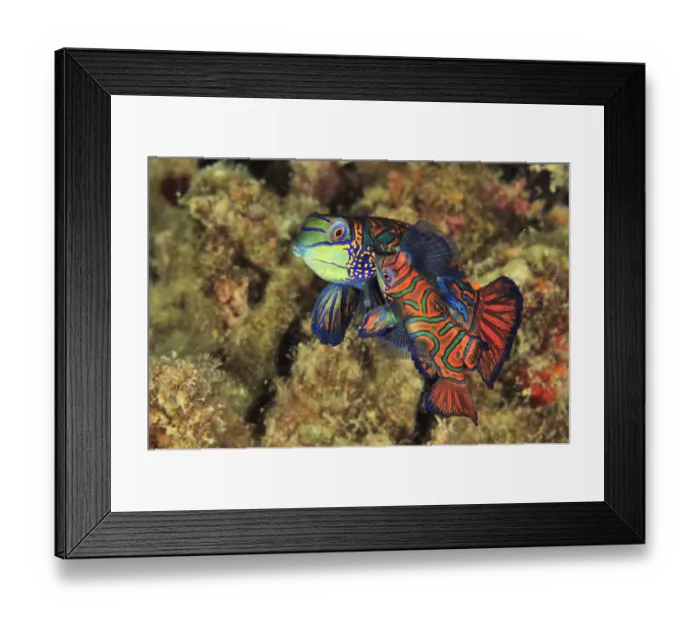 Framed Print : Green mandarinfish (Synchiropus splendidus) pair courting and mating at sunset, Sulu Sea