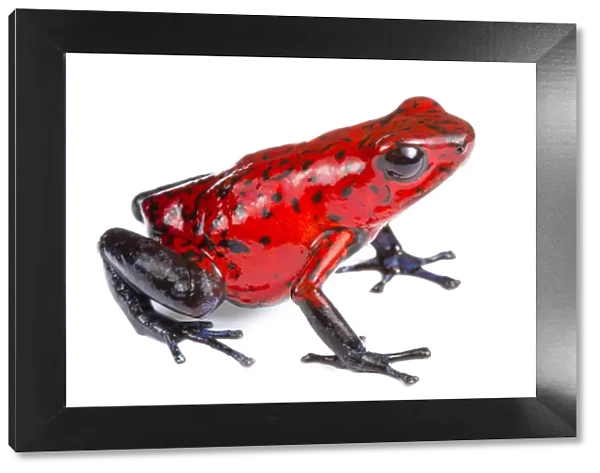Strawberry poison frog (Oophaga pumilio) photographed on a white background in mobile field studio