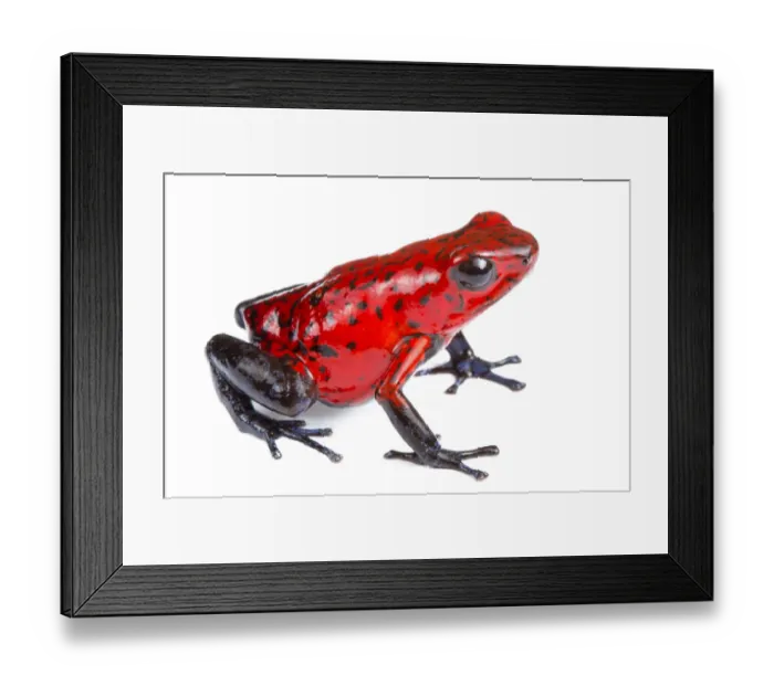 Framed Print : Strawberry poison frog (Oophaga pumilio) photographed on a white background in mobile field studio Framed Print : Strawberry poison frog (Oophaga pumilio) photographed on a white background in mobile field studio