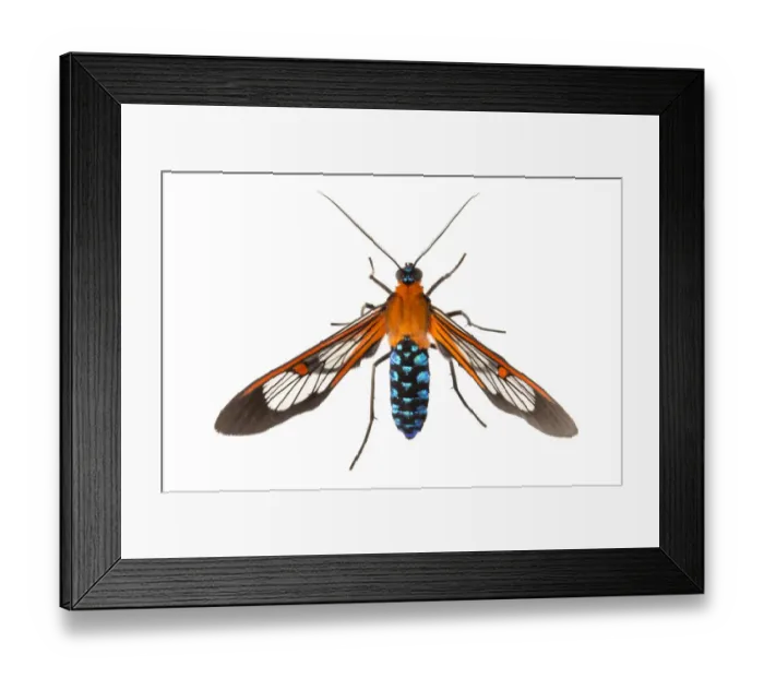 Framed Print : Clearwing moth (Cosmosoma teuthras) photographed on a white background in mobile field studio Framed Print : Clearwing moth (Cosmosoma teuthras) photographed on a white background in mobile field studio