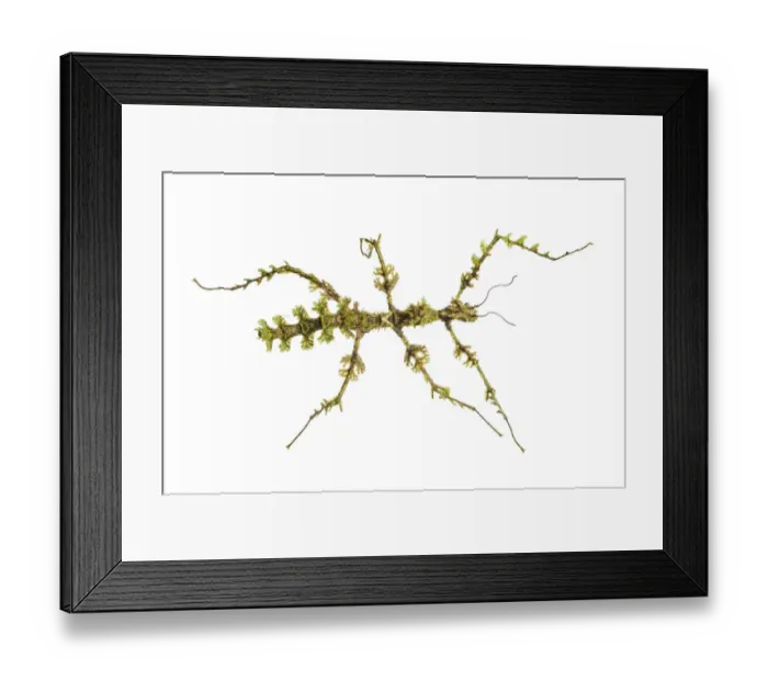Framed Print : Moss mimic stick insect (Trychopeplus laciniatus) showing amazing camouflage on mossy vine Framed Print : Moss mimic stick insect (Trychopeplus laciniatus) showing amazing camouflage on mossy vine