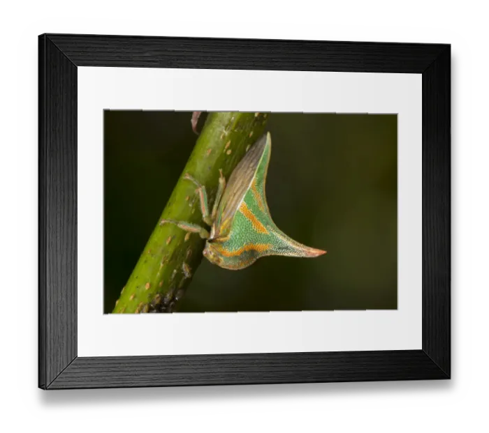 Framed Print : Thornbug (Umbonia crassicornis) San Jose, Costa Rica Framed Print : Thornbug (Umbonia crassicornis) San Jose, Costa Rica