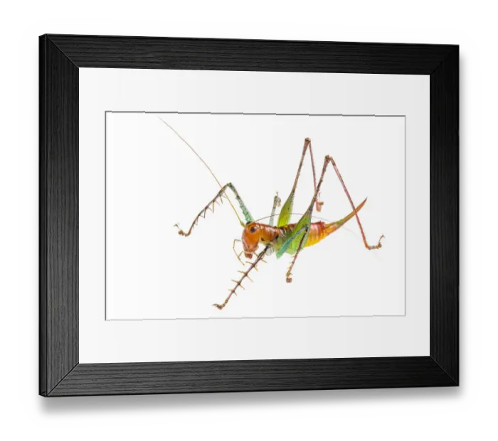 Framed Print : Spiny predatory katydid (Listroscelis sp) photographed on a white background in mobile field studio Framed Print : Spiny predatory katydid (Listroscelis sp) photographed on a white background in mobile field studio