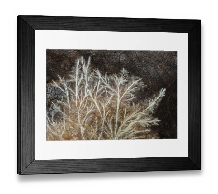 Framed Print : Fungal mycelium from an unidentified species of fungus, growing across a decomposing leaf Framed Print : Fungal mycelium from an unidentified species of fungus, growing across a decomposing leaf