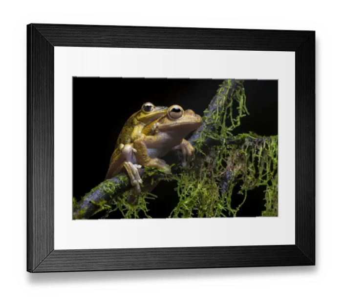 Framed Print : Veragua cross-banded treefrogs (Smilisca sordida) mating pair at night, Osa Peninsula Framed Print : Veragua cross-banded treefrogs (Smilisca sordida) mating pair at night, Osa Peninsula