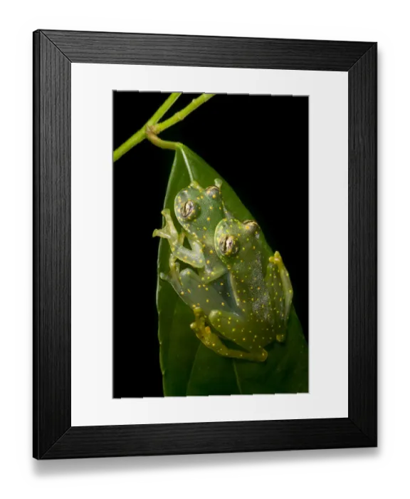 Framed Print : Yellow-flecked glassfrogs (Sachatamia albomaculata) mating pair, Osa Peninsula, Costa Framed Print : Yellow-flecked glassfrogs (Sachatamia albomaculata) mating pair, Osa Peninsula, Costa