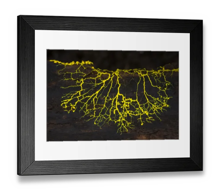 Framed Print : Slime mould (Physarum sp) plasmodium growing across rotting wood, Osa Peninsula Framed Print : Slime mould (Physarum sp) plasmodium growing across rotting wood, Osa Peninsula