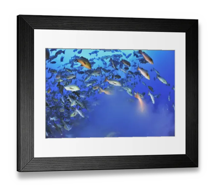 Framed Print : Red snappers / Two-spot red snappers (Lutjanus bohar) mass shoal of fish spawning Framed Print : Red snappers / Two-spot red snappers (Lutjanus bohar) mass shoal of fish spawning