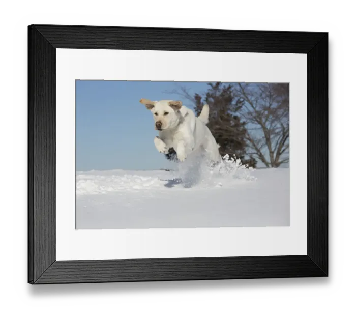 Framed Print : Yellow Labrador retriever romping in fresh snow, Clinton, Connecticut, USA Framed Print : Yellow Labrador retriever romping in fresh snow, Clinton, Connecticut, USA