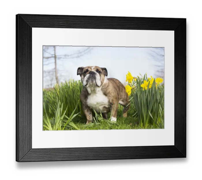 Framed Print : English Bulldog in daffodils, Waterford, Connecticut, USA Framed Print : English Bulldog in daffodils, Waterford, Connecticut, USA