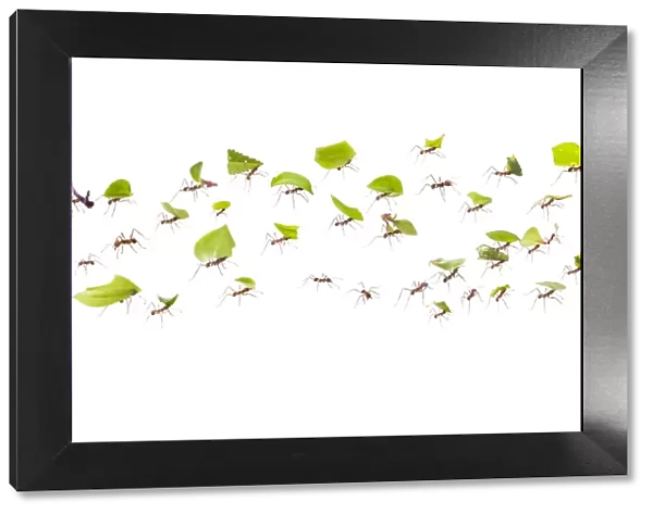 Leaf-cutter ants (Atta cephalotes) carrying pieces of leaf that they have harvested