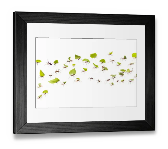 Framed Print : Leaf-cutter ants (Atta cephalotes) carrying pieces of leaf that they have harvested Framed Print : Leaf-cutter ants (Atta cephalotes) carrying pieces of leaf that they have harvested