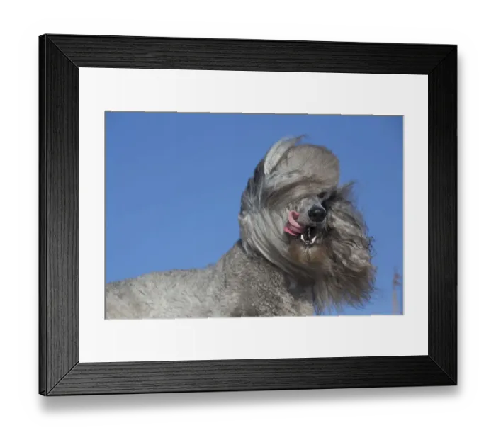 Framed Print : Standard Poodle in sharp wind on beach dune, Waterford, Connecticut, USA Framed Print : Standard Poodle in sharp wind on beach dune, Waterford, Connecticut, USA