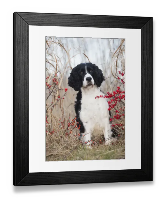 Framed Print : English Springer Spaniel (show type) by red berries, wild grasses, Waterford, Connecticut Framed Print : English Springer Spaniel (show type) by red berries, wild grasses, Waterford, Connecticut
