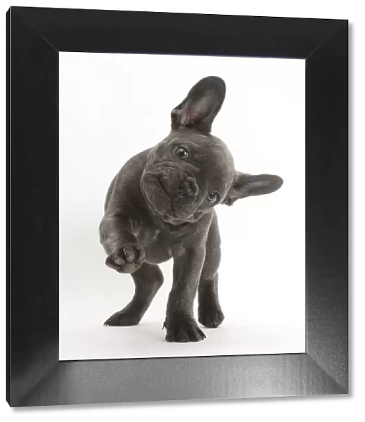 French bulldog with head on side and paw raised