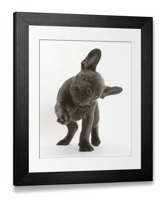 Framed Print : French bulldog with head on side and paw raised Framed Print : French bulldog with head on side and paw raised