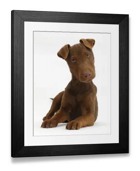Framed Print : Patterdale terrier dog puppy, Korka, age 4 months Framed Print : Patterdale terrier dog puppy, Korka, age 4 months