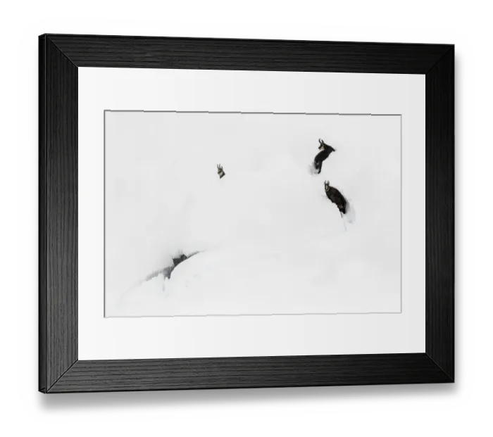 Framed Print : Chamois (Rupicapra rupicapra) in deep snow, Gran Paradiso National Park, Italy Framed Print : Chamois (Rupicapra rupicapra) in deep snow, Gran Paradiso National Park, Italy