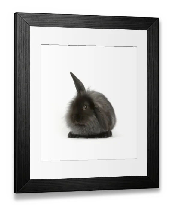 Framed Print : Black smoke fluffy Lionhead x Lop rabbit Framed Print : Black smoke fluffy Lionhead x Lop rabbit
