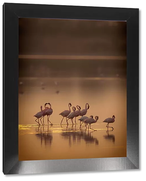 Lesser flamingos (Phoeniconaias minor) flock on lake at dawn, Lake Ndutu Tanzania