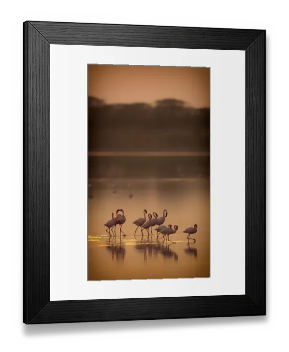 Framed Print : Lesser flamingos (Phoeniconaias minor) flock on lake at dawn, Lake Ndutu Tanzania Framed Print : Lesser flamingos (Phoeniconaias minor) flock on lake at dawn, Lake Ndutu Tanzania