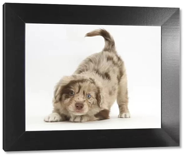 Miniature American shepherd puppy in play-bow