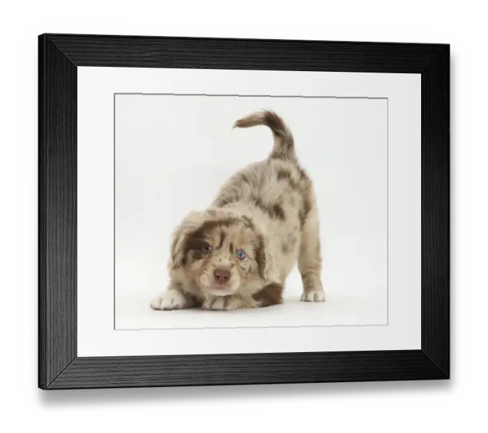 Framed Print : Miniature American shepherd puppy in play-bow Framed Print : Miniature American shepherd puppy in play-bow
