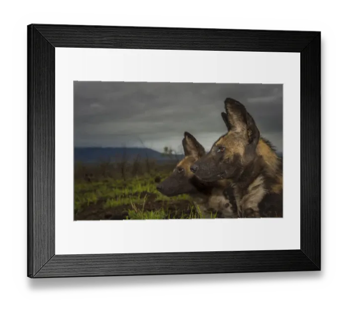 Framed Print : African Wild dogs or Cape hunting dogs (Lycaon pictus) at close range taken from ground level Framed Print : African Wild dogs or Cape hunting dogs (Lycaon pictus) at close range taken from ground level