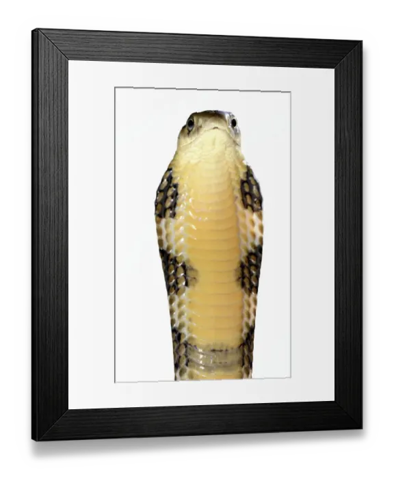 Framed Print : King cobra (Ophiophagus hannah) juvenile in threat pose on white background, captive Framed Print : King cobra (Ophiophagus hannah) juvenile in threat pose on white background, captive