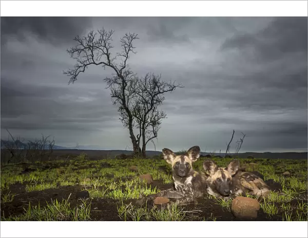 African Wild dogs or Cape hunting dogs (Lycaon pictus) at close range taken from ground level