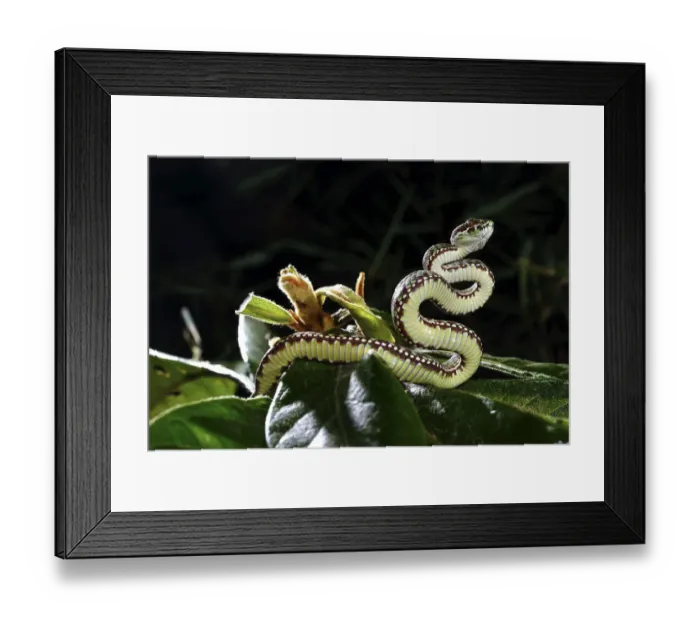 Framed Print : Beautiful pitviper (Trimeresurus venustus) juvenile, captive occurs in Thailand. Venomous species Framed Print : Beautiful pitviper (Trimeresurus venustus) juvenile, captive occurs in Thailand. Venomous species