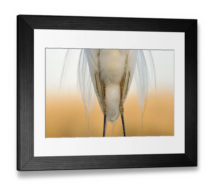 Framed Print : Great white egret (Egretta alba) detail of plumage and legs from the front, Pusztaszer Framed Print : Great white egret (Egretta alba) detail of plumage and legs from the front, Pusztaszer