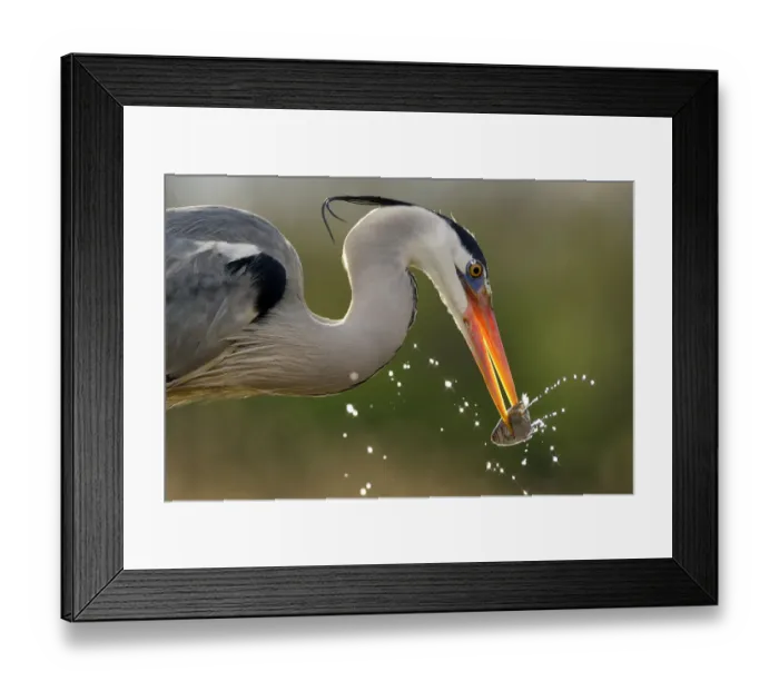 Framed Print : Grey heron (Ardea cinerea) catching fish in lake, Pusztaszer, Hungary, April Framed Print : Grey heron (Ardea cinerea) catching fish in lake, Pusztaszer, Hungary, April