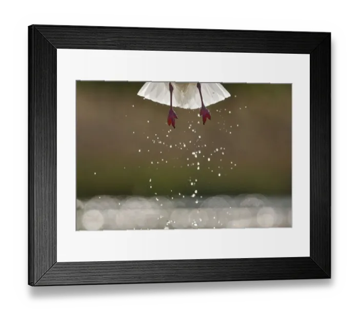 Framed Print : Black headed gull (Chroicocephalus ridibundus) taking off, detail of legs and water droplets Framed Print : Black headed gull (Chroicocephalus ridibundus) taking off, detail of legs and water droplets