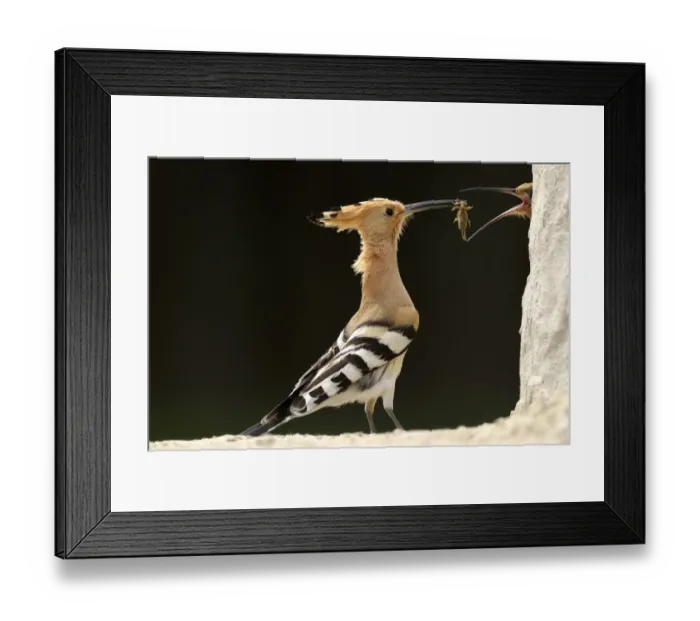 Framed Print : Hoopoe (Upupa epops) male feeding female in courtship display, Pusztaszer, Hungary, April Framed Print : Hoopoe (Upupa epops) male feeding female in courtship display, Pusztaszer, Hungary, April