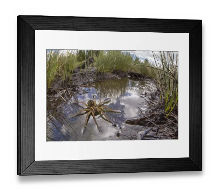 Framed Print : Raft Spider (Dolomedes fimbriatus) female resting on the surface of a moorland pool Framed Print : Raft Spider (Dolomedes fimbriatus) female resting on the surface of a moorland pool