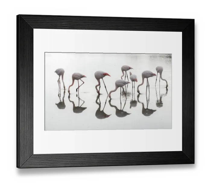 Framed Print : Greater flamingos (Phoenicopterus roseus) flock reflected, feeding in water, Pont Framed Print : Greater flamingos (Phoenicopterus roseus) flock reflected, feeding in water, Pont