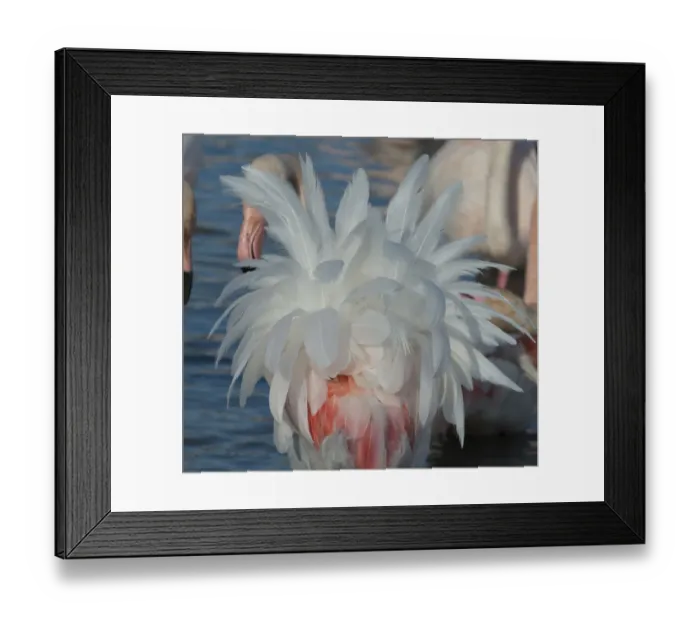 Framed Print : Greater flamingo (Phoenicopterus roseus) feathers, Pont de Gau Ornithological Park Framed Print : Greater flamingo (Phoenicopterus roseus) feathers, Pont de Gau Ornithological Park