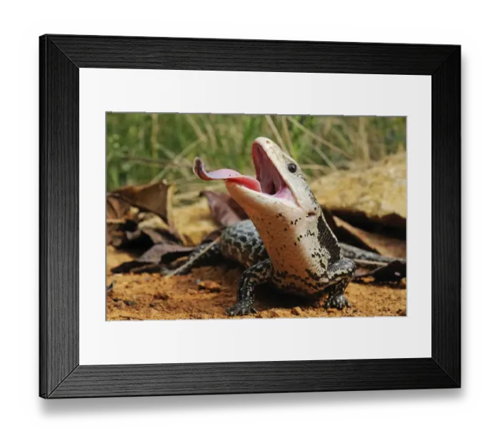 Framed Print : Indonesian blue-tongued skink (Tiliqua gigas) with tongue extended, captive, from Papua New Guinea Framed Print : Indonesian blue-tongued skink (Tiliqua gigas) with tongue extended, captive, from Papua New Guinea