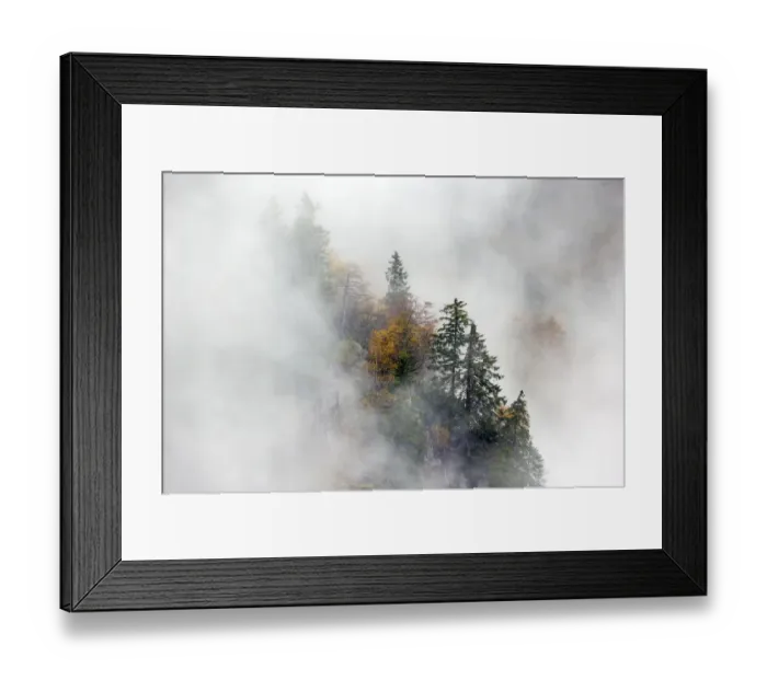 Framed Print : Pine trees in mist, Ballons des Vosges Regional Natural Park, Vosges, France, October 2014 Framed Print : Pine trees in mist, Ballons des Vosges Regional Natural Park, Vosges, France, October 2014