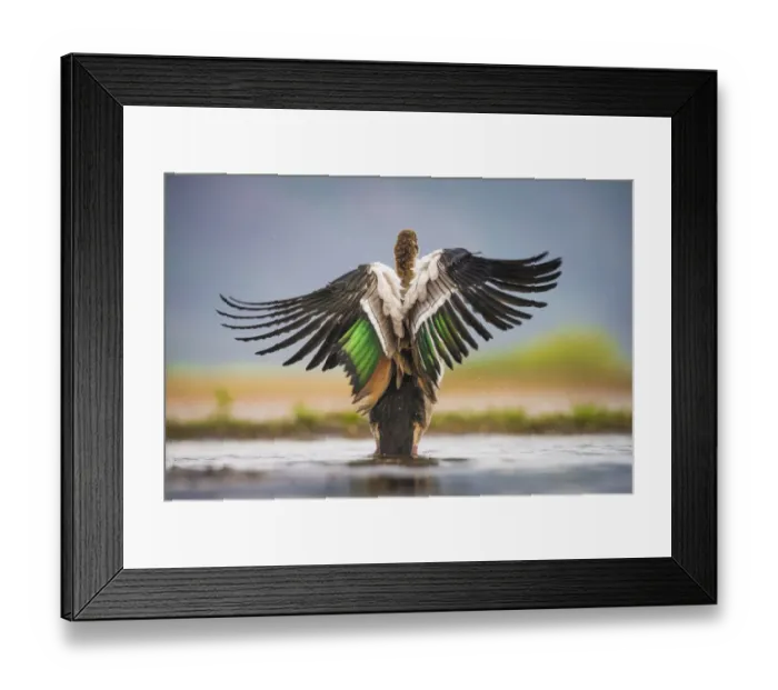 Framed Print : Egytian Goose (Alopochen aegyptiaca) rear view bathing, sings spread, Zimanga Private Framed Print : Egytian Goose (Alopochen aegyptiaca) rear view bathing, sings spread, Zimanga Private