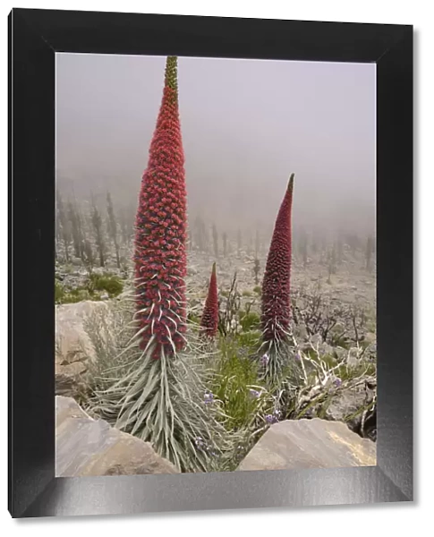 Three metre tall Mount Teide bugloss  /  Tower of jewels  /  Red Tajinaste (Echium wildpretii)