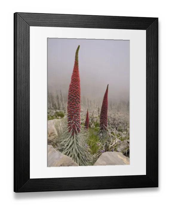 Framed Print : Three metre tall Mount Teide bugloss / Tower of jewels / Red Tajinaste (Echium wildpretii) Framed Print : Three metre tall Mount Teide bugloss / Tower of jewels / Red Tajinaste (Echium wildpretii)