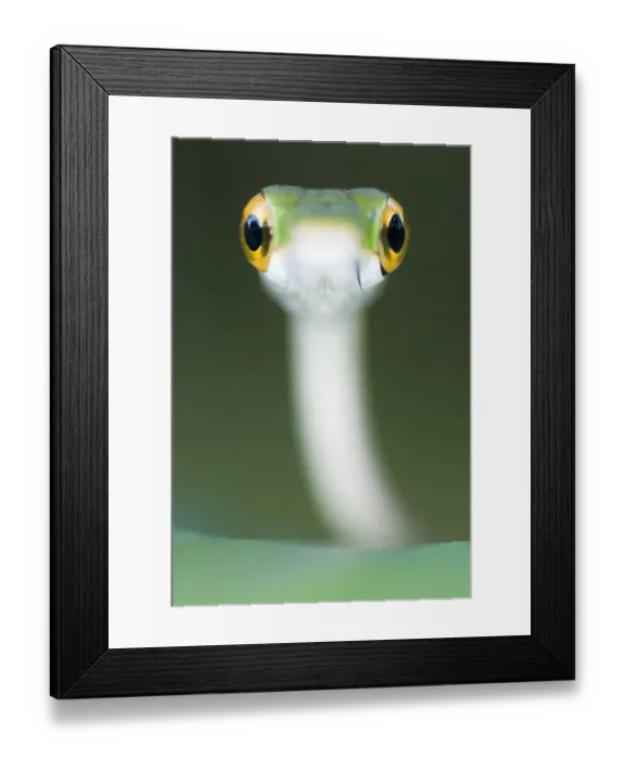 Framed Print : Satiny Parrot snake (Leptophis depressirostris) Santa Rita, Costa Rica Framed Print : Satiny Parrot snake (Leptophis depressirostris) Santa Rita, Costa Rica