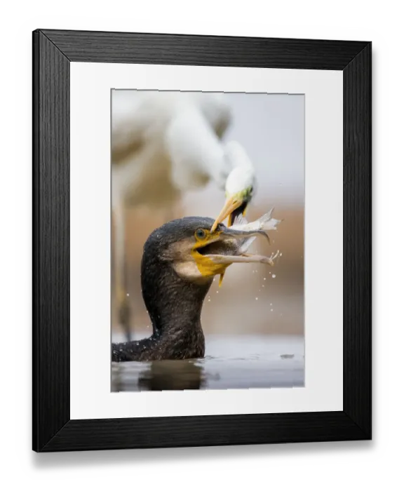 Framed Print : Cormorant (Phalacrocorax carbo) and Great egret (Ardea alba) fighting over fish, Lake Csaj Framed Print : Cormorant (Phalacrocorax carbo) and Great egret (Ardea alba) fighting over fish, Lake Csaj