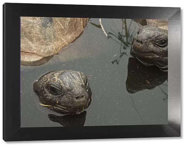 Aldabra Giant Tortoises (Aldabrachelys gigantea) resting in a pool to keep cool, Grand Terre