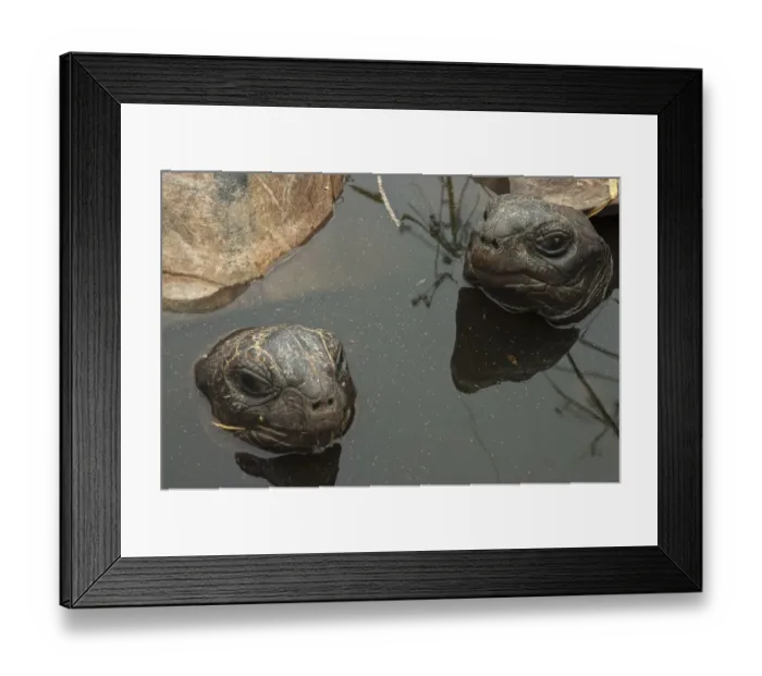 Framed Print : Aldabra Giant Tortoises (Aldabrachelys gigantea) resting in a pool to keep cool, Grand Terre Framed Print : Aldabra Giant Tortoises (Aldabrachelys gigantea) resting in a pool to keep cool, Grand Terre