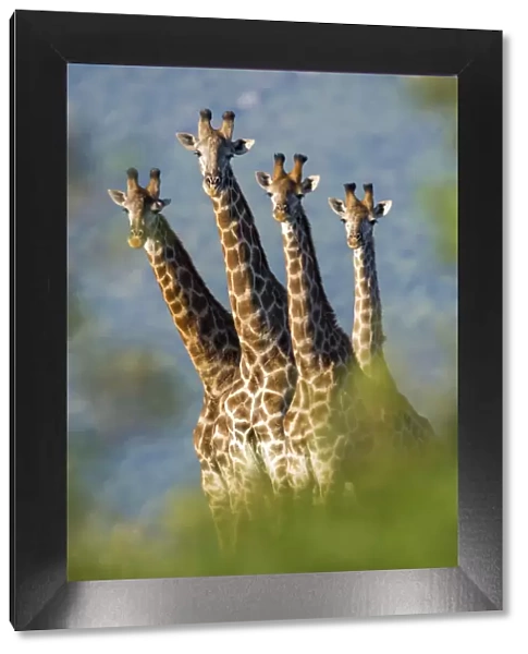 Group of four Giraffes (Giraffa camelopardalis) Mkuze, South Africa