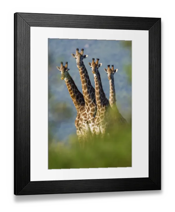 Framed Print : Group of four Giraffes (Giraffa camelopardalis) Mkuze, South Africa Framed Print : Group of four Giraffes (Giraffa camelopardalis) Mkuze, South Africa